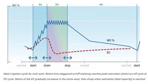 watering schedule for rockwool